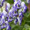 Aconitum Cloudy